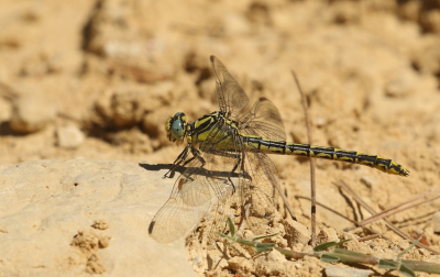 <i class='fa fa-user'></i>&nbsp;honderwa&nbsp;|  Gevorkte Rombout&nbsp; <i class='fa fa-eye'>&nbsp;54</i> &nbsp;<i class='fa fa-thumbs-up'>&nbsp;2</i> &nbsp; <i class='fa fa-comment-o'>&nbsp;1</i>