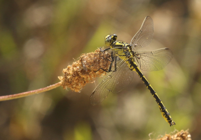 <i class='fa fa-user'></i>&nbsp;honderwa&nbsp;|  Gevorkte Rombout&nbsp; <i class='fa fa-eye'>&nbsp;53</i> &nbsp;<i class='fa fa-thumbs-up'>&nbsp;1</i> &nbsp; <i class='fa fa-comment-o'>&nbsp;2</i>