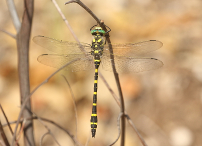 <i class='fa fa-user'></i>&nbsp;honderwa&nbsp;|  Gewone Bronlibel&nbsp; <i class='fa fa-eye'>&nbsp;75</i> &nbsp;<i class='fa fa-thumbs-up'>&nbsp;1</i> &nbsp; <i class='fa fa-comment-o'>&nbsp;3</i>