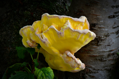 <i class='fa fa-user'></i>&nbsp;Bert Veerman&nbsp;|  Zwavelzwam&nbsp; <i class='fa fa-eye'>&nbsp;87</i> &nbsp;<i class='fa fa-thumbs-up'>&nbsp;3</i> &nbsp; <i class='fa fa-comment-o'>&nbsp;2</i>