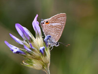 <i class='fa fa-user'></i>&nbsp;Mignon-Creative&nbsp;|  Tijgerblauwtje&nbsp; <i class='fa fa-eye'>&nbsp;94</i> &nbsp;<i class='fa fa-thumbs-up'>&nbsp;7</i> &nbsp; <i class='fa fa-comment-o'>&nbsp;2</i>