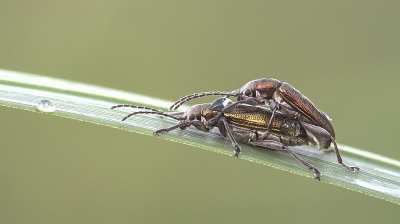 <i class='fa fa-user'></i>&nbsp;Johan van Gurp&nbsp;|  Liesgrasrietkever&nbsp; <i class='fa fa-eye'>&nbsp;90</i> &nbsp;<i class='fa fa-thumbs-up'>&nbsp;11</i> &nbsp; <i class='fa fa-comment-o'>&nbsp;4</i>