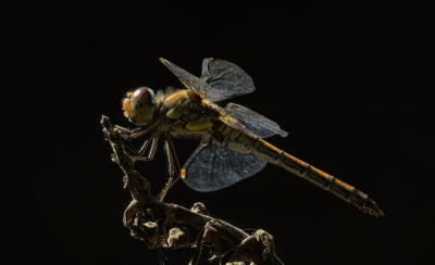 <i class='fa fa-user'></i>&nbsp;janvangastel&nbsp;|  Bruinrode Heidelibel&nbsp; <i class='fa fa-eye'>&nbsp;67</i> &nbsp;<i class='fa fa-thumbs-up'>&nbsp;7</i> &nbsp; <i class='fa fa-comment-o'>&nbsp;6</i>