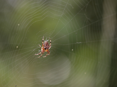 <i class='fa fa-user'></i>&nbsp;rixte&nbsp;|  Marmerspin&nbsp; <i class='fa fa-eye'>&nbsp;66</i> &nbsp; <i class='fa fa-comment-o'>&nbsp;8</i>