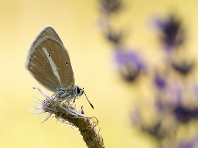 <i class='fa fa-user'></i>&nbsp;Mignon-Creative&nbsp;|  Witstreepblauwtje&nbsp; <i class='fa fa-eye'>&nbsp;76</i> &nbsp;<i class='fa fa-thumbs-up'>&nbsp;8</i> &nbsp; <i class='fa fa-comment-o'>&nbsp;4</i>