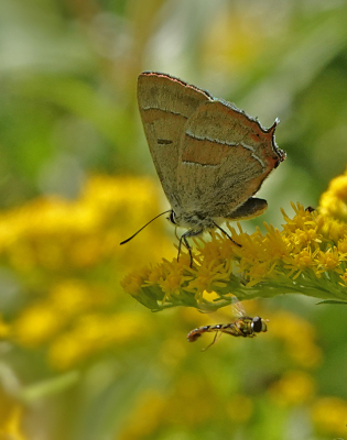 <i class='fa fa-user'></i>&nbsp;nelappelmelk&nbsp;|  Langlijf sp.&nbsp; <i class='fa fa-eye'>&nbsp;73</i> &nbsp;<i class='fa fa-thumbs-up'>&nbsp;3</i> &nbsp; <i class='fa fa-comment-o'>&nbsp;0</i>