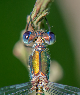 <i class='fa fa-user'></i>&nbsp;pietwil&nbsp;|  Tengere Pantserjuffer&nbsp; <i class='fa fa-eye'>&nbsp;94</i> &nbsp;<i class='fa fa-thumbs-up'>&nbsp;5</i> &nbsp; <i class='fa fa-comment-o'>&nbsp;4</i>