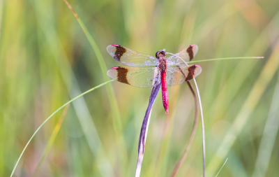 <i class='fa fa-user'></i>&nbsp;David&nbsp;|  Bandheidelibel&nbsp; <i class='fa fa-eye'>&nbsp;68</i> &nbsp;<i class='fa fa-thumbs-up'>&nbsp;4</i> &nbsp; <i class='fa fa-comment-o'>&nbsp;2</i>