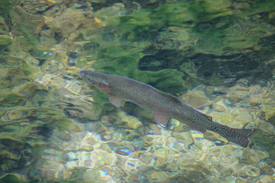 <i class='fa fa-user'></i>&nbsp;Robert Rodenburg&nbsp;|  Regenboogforel&nbsp; <i class='fa fa-eye'>&nbsp;112</i> &nbsp;<i class='fa fa-thumbs-up'>&nbsp;6</i> &nbsp; <i class='fa fa-comment-o'>&nbsp;8</i>