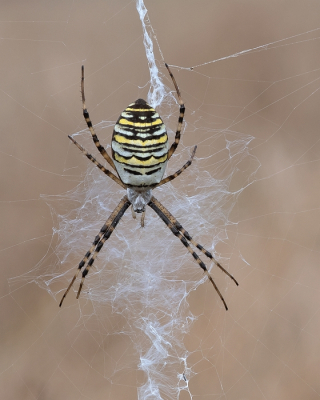 <i class='fa fa-user'></i>&nbsp;Johan van Gurp&nbsp;|  Wespspin&nbsp; <i class='fa fa-eye'>&nbsp;64</i> &nbsp;<i class='fa fa-thumbs-up'>&nbsp;3</i> &nbsp; <i class='fa fa-comment-o'>&nbsp;2</i>