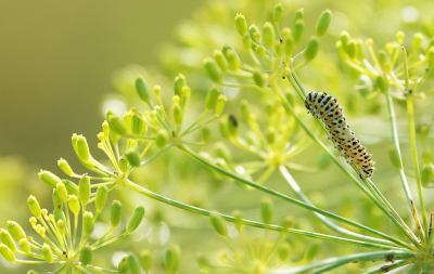 <i class='fa fa-user'></i>&nbsp;nelappelmelk&nbsp;|  Koninginnenpage&nbsp; <i class='fa fa-eye'>&nbsp;66</i> &nbsp;<i class='fa fa-thumbs-up'>&nbsp;4</i> &nbsp; <i class='fa fa-comment-o'>&nbsp;4</i>