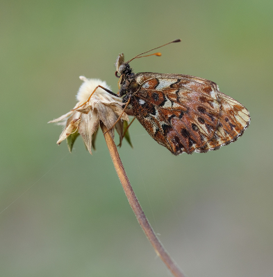 <i class='fa fa-user'></i>&nbsp;Jurgen Maassen&nbsp;|  Titania's Parelmoervlinder&nbsp; <i class='fa fa-eye'>&nbsp;87</i> &nbsp;<i class='fa fa-thumbs-up'>&nbsp;8</i> &nbsp; <i class='fa fa-comment-o'>&nbsp;5</i>