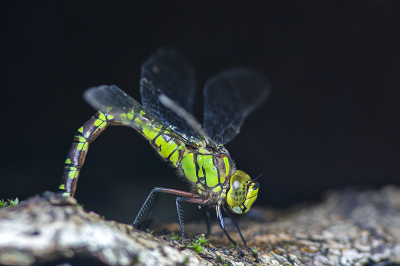 <i class='fa fa-user'></i>&nbsp;Bertus&nbsp;|  Blauwe Glazenmaker&nbsp; <i class='fa fa-eye'>&nbsp;64</i> &nbsp;<i class='fa fa-thumbs-up'>&nbsp;4</i> &nbsp; <i class='fa fa-comment-o'>&nbsp;5</i>