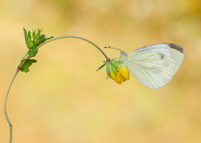 <i class='fa fa-user'></i>&nbsp;Tom&nbsp;|  Klein Geaderd Witje&nbsp; <i class='fa fa-eye'>&nbsp;110</i> &nbsp;<i class='fa fa-thumbs-up'>&nbsp;15</i> &nbsp; <i class='fa fa-comment-o'>&nbsp;4</i>