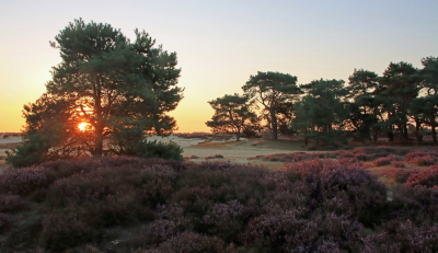 <i class='fa fa-user'></i>&nbsp;Tineke Strijbosch&nbsp;|  Vroege ochtend op de heide&nbsp; <i class='fa fa-eye'>&nbsp;102</i> &nbsp;<i class='fa fa-thumbs-up'>&nbsp;8</i> &nbsp; <i class='fa fa-comment-o'>&nbsp;11</i>