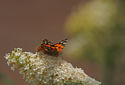 <i class='fa fa-user'></i>&nbsp;Cor&nbsp;|  Distelvlinder&nbsp; <i class='fa fa-eye'>&nbsp;71</i> &nbsp;<i class='fa fa-thumbs-up'>&nbsp;6</i> &nbsp; <i class='fa fa-comment-o'>&nbsp;6</i>