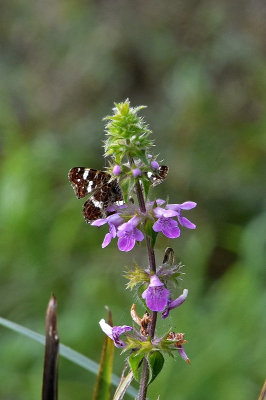 <i class='fa fa-user'></i>&nbsp;kooyammers&nbsp;|  Landkaartje&nbsp; <i class='fa fa-eye'>&nbsp;57</i> &nbsp;<i class='fa fa-thumbs-up'>&nbsp;1</i> &nbsp; <i class='fa fa-comment-o'>&nbsp;1</i>