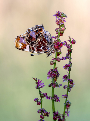 <i class='fa fa-user'></i>&nbsp;Mignon-Creative&nbsp;|  Landkaartje&nbsp; <i class='fa fa-eye'>&nbsp;122</i> &nbsp;<i class='fa fa-thumbs-up'>&nbsp;11</i> &nbsp; <i class='fa fa-comment-o'>&nbsp;3</i>