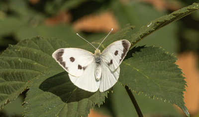 <i class='fa fa-user'></i>&nbsp;momo&nbsp;|  Groot Koolwitje&nbsp; <i class='fa fa-eye'>&nbsp;55</i> &nbsp;<i class='fa fa-thumbs-up'>&nbsp;2</i> &nbsp; <i class='fa fa-comment-o'>&nbsp;1</i>