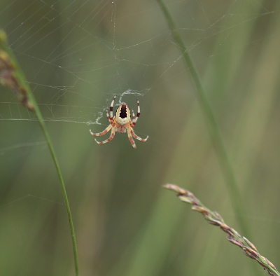 <i class='fa fa-user'></i>&nbsp;rixte&nbsp;|  Marmerspin&nbsp; <i class='fa fa-eye'>&nbsp;63</i> &nbsp;<i class='fa fa-thumbs-up'>&nbsp;1</i> &nbsp; <i class='fa fa-comment-o'>&nbsp;3</i>