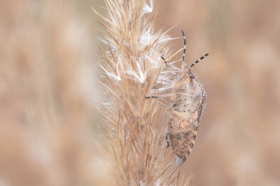 <i class='fa fa-user'></i>&nbsp;Johan van Gurp&nbsp;|  Bessenschildwants&nbsp; <i class='fa fa-eye'>&nbsp;66</i> &nbsp;<i class='fa fa-thumbs-up'>&nbsp;4</i> &nbsp; <i class='fa fa-comment-o'>&nbsp;2</i>