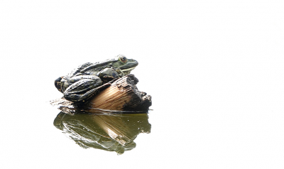 <i class='fa fa-user'></i>&nbsp;nelappelmelk&nbsp;|  Groene Kikker sp.&nbsp; <i class='fa fa-eye'>&nbsp;82</i> &nbsp;<i class='fa fa-thumbs-up'>&nbsp;2</i> &nbsp; <i class='fa fa-comment-o'>&nbsp;2</i>