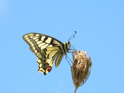 <i class='fa fa-user'></i>&nbsp;Jelle Bakker&nbsp;|  Koninginnenpage&nbsp; <i class='fa fa-eye'>&nbsp;70</i> &nbsp;<i class='fa fa-thumbs-up'>&nbsp;4</i> &nbsp; <i class='fa fa-comment-o'>&nbsp;0</i>