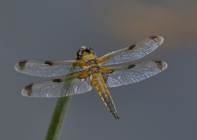 <i class='fa fa-user'></i>&nbsp;janvangastel&nbsp;|  Viervlek&nbsp; <i class='fa fa-eye'>&nbsp;56</i> &nbsp;<i class='fa fa-thumbs-up'>&nbsp;6</i> &nbsp; <i class='fa fa-comment-o'>&nbsp;5</i>