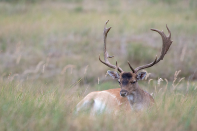 <i class='fa fa-user'></i>&nbsp;Eef Kieft&nbsp;|  Damhert&nbsp; <i class='fa fa-eye'>&nbsp;65</i> &nbsp;<i class='fa fa-thumbs-up'>&nbsp;1</i> &nbsp; <i class='fa fa-comment-o'>&nbsp;1</i>