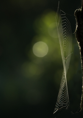 <i class='fa fa-user'></i>&nbsp;Truus Aletta Maan&nbsp;|  Spinnenweb&nbsp; <i class='fa fa-eye'>&nbsp;61</i> &nbsp;<i class='fa fa-thumbs-up'>&nbsp;5</i> &nbsp; <i class='fa fa-comment-o'>&nbsp;6</i>