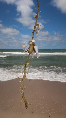 <i class='fa fa-user'></i>&nbsp;rixte&nbsp;|  Geplooide Eendenmossel&nbsp; <i class='fa fa-eye'>&nbsp;54</i> &nbsp; <i class='fa fa-comment-o'>&nbsp;2</i>