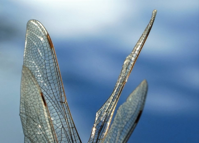 <i class='fa fa-user'></i>&nbsp;hesterb&nbsp;|  Libellevleugel&nbsp; <i class='fa fa-eye'>&nbsp;70</i> &nbsp; <i class='fa fa-comment-o'>&nbsp;9</i>