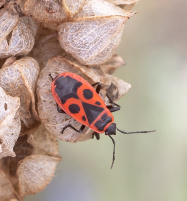 <i class='fa fa-user'></i>&nbsp;Johan van Gurp&nbsp;|  Vuurwants&nbsp; <i class='fa fa-eye'>&nbsp;56</i> &nbsp;<i class='fa fa-thumbs-up'>&nbsp;5</i> &nbsp; <i class='fa fa-comment-o'>&nbsp;2</i>