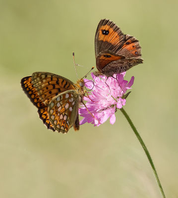 <i class='fa fa-user'></i>&nbsp;Jurgen Maassen&nbsp;|  Duinparelmoervlinder&nbsp; <i class='fa fa-eye'>&nbsp;91</i> &nbsp;<i class='fa fa-thumbs-up'>&nbsp;8</i> &nbsp; <i class='fa fa-comment-o'>&nbsp;5</i>