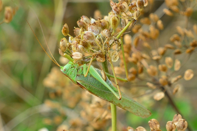 <i class='fa fa-user'></i>&nbsp;Bert Veerman&nbsp;|  Grote Groene Sabelsprinkhaan&nbsp; <i class='fa fa-eye'>&nbsp;63</i> &nbsp; <i class='fa fa-comment-o'>&nbsp;2</i>