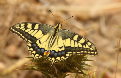 <i class='fa fa-user'></i>&nbsp;honderwa&nbsp;|  Koninginnenpage&nbsp; <i class='fa fa-eye'>&nbsp;65</i> &nbsp;<i class='fa fa-thumbs-up'>&nbsp;3</i> &nbsp; <i class='fa fa-comment-o'>&nbsp;1</i>