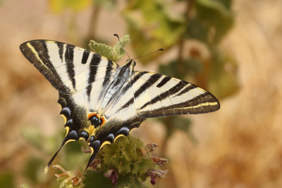 <i class='fa fa-user'></i>&nbsp;honderwa&nbsp;|  Koningspage&nbsp; <i class='fa fa-eye'>&nbsp;93</i> &nbsp;<i class='fa fa-thumbs-up'>&nbsp;4</i> &nbsp; <i class='fa fa-comment-o'>&nbsp;1</i>