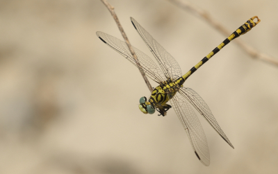 <i class='fa fa-user'></i>&nbsp;honderwa&nbsp;|  Kleine Tanglibel&nbsp; <i class='fa fa-eye'>&nbsp;56</i> &nbsp;<i class='fa fa-thumbs-up'>&nbsp;4</i> &nbsp; <i class='fa fa-comment-o'>&nbsp;2</i>