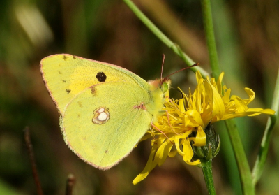 <i class='fa fa-user'></i>&nbsp;Jelle Bakker&nbsp;|  Oranje Luzernevlinder&nbsp; <i class='fa fa-eye'>&nbsp;60</i> &nbsp;<i class='fa fa-thumbs-up'>&nbsp;2</i> &nbsp; <i class='fa fa-comment-o'>&nbsp;0</i>