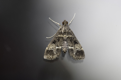 <i class='fa fa-user'></i>&nbsp;Martin Verbeeten&nbsp;|  Duponcheliamot&nbsp; <i class='fa fa-eye'>&nbsp;55</i> &nbsp; <i class='fa fa-comment-o'>&nbsp;3</i>