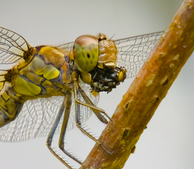 <i class='fa fa-user'></i>&nbsp;janvangastel&nbsp;|  Bruinrode Heidelibel&nbsp; <i class='fa fa-eye'>&nbsp;73</i> &nbsp;<i class='fa fa-thumbs-up'>&nbsp;5</i> &nbsp; <i class='fa fa-comment-o'>&nbsp;5</i>