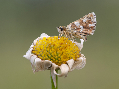 <i class='fa fa-user'></i>&nbsp;Mignon-Creative&nbsp;|  Kalkgraslanddikkopje&nbsp; <i class='fa fa-eye'>&nbsp;66</i> &nbsp;<i class='fa fa-thumbs-up'>&nbsp;4</i> &nbsp; <i class='fa fa-comment-o'>&nbsp;2</i>