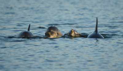 <i class='fa fa-user'></i>&nbsp;Eric Gibcus&nbsp;|  Tuimelaar&nbsp; <i class='fa fa-eye'>&nbsp;161</i> &nbsp; <i class='fa fa-comment-o'>&nbsp;7</i>