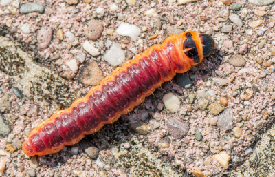 <i class='fa fa-user'></i>&nbsp;pietwil&nbsp;|  Wilgenhoutrups&nbsp; <i class='fa fa-eye'>&nbsp;46</i> &nbsp; <i class='fa fa-comment-o'>&nbsp;2</i>