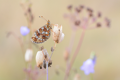 <i class='fa fa-user'></i>&nbsp;koekieman&nbsp;|  Zilveren Maan&nbsp; <i class='fa fa-eye'>&nbsp;112</i> &nbsp;<i class='fa fa-thumbs-up'>&nbsp;9</i> &nbsp; <i class='fa fa-comment-o'>&nbsp;5</i>