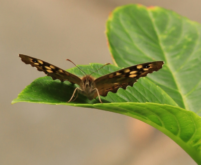 <i class='fa fa-user'></i>&nbsp;Tineke Strijbosch&nbsp;|  Bont Zandoogje&nbsp; <i class='fa fa-eye'>&nbsp;57</i> &nbsp;<i class='fa fa-thumbs-up'>&nbsp;1</i> &nbsp; <i class='fa fa-comment-o'>&nbsp;2</i>