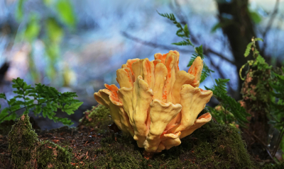 <i class='fa fa-user'></i>&nbsp;nelappelmelk&nbsp;|  Zwavelzwam&nbsp; <i class='fa fa-eye'>&nbsp;98</i> &nbsp;<i class='fa fa-thumbs-up'>&nbsp;7</i> &nbsp; <i class='fa fa-comment-o'>&nbsp;8</i>