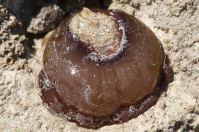 <i class='fa fa-user'></i>&nbsp;susan meijnders&nbsp;|  Rode Paardenanemoon&nbsp; <i class='fa fa-eye'>&nbsp;61</i> &nbsp;<i class='fa fa-thumbs-up'>&nbsp;1</i> &nbsp; <i class='fa fa-comment-o'>&nbsp;6</i>