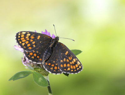 <i class='fa fa-user'></i>&nbsp;Mignon-Creative&nbsp;|  Bosparelmoervlinder&nbsp; <i class='fa fa-eye'>&nbsp;74</i> &nbsp;<i class='fa fa-thumbs-up'>&nbsp;5</i> &nbsp; <i class='fa fa-comment-o'>&nbsp;3</i>