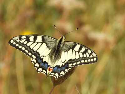 <i class='fa fa-user'></i>&nbsp;Jelle Bakker&nbsp;|  Koninginnenpage&nbsp; <i class='fa fa-eye'>&nbsp;60</i> &nbsp;<i class='fa fa-thumbs-up'>&nbsp;4</i> &nbsp; <i class='fa fa-comment-o'>&nbsp;4</i>